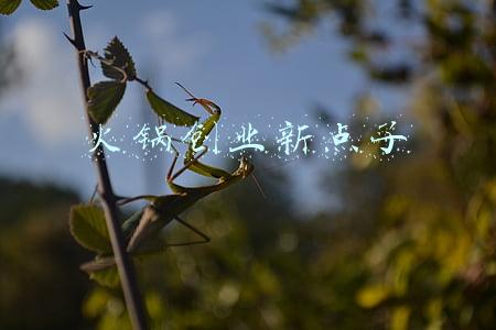 火锅创业新点子