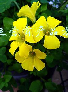 中兴运营商产品方案经理