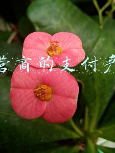 运营商的支付产品