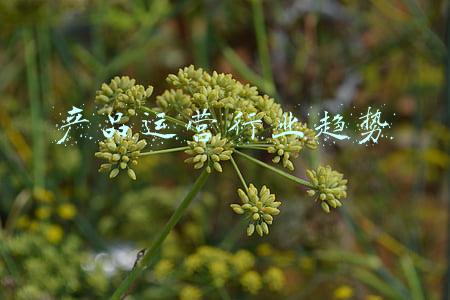 产品运营发展前景(战略思维：产品增长曲线)