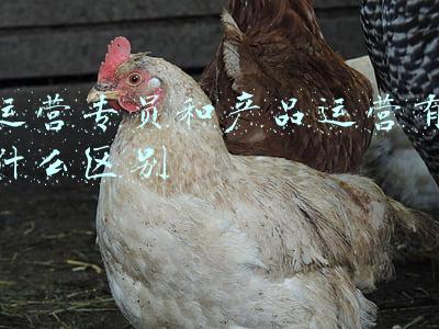 运营专员和产品运营有什么区别