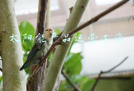 太阳能产品运营工资
