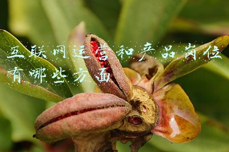 互联网运营和产品岗位有哪些方面