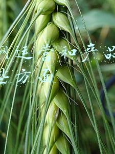 互联网运营和产品岗位有哪些方面