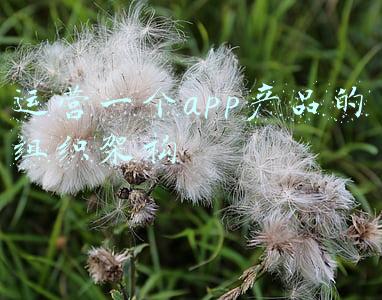 运营一个app产品的组织架构