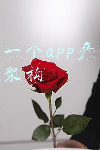 运营一个app产品的组织架构