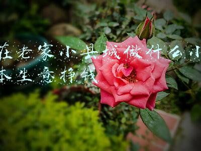 老家小县城适合做什么生意(小县城里的“大生意”)