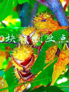800块钱创业点子