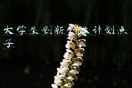 大学生创新创业点子大赛项目计划书(烟大这14项国家级大学生创新创业训练项目保证你脑洞大开)