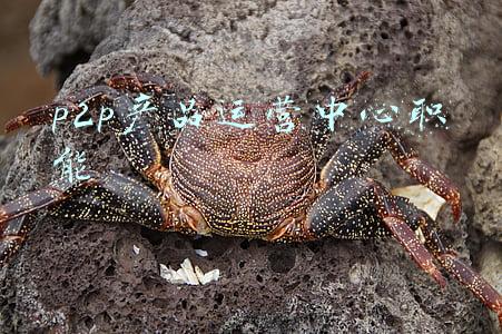 p2p理财产品排行榜(10年22倍！盘点几只优质美元基金)