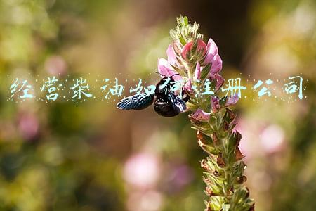 柴油个人能不能经营《柴油私人可以经营吗》