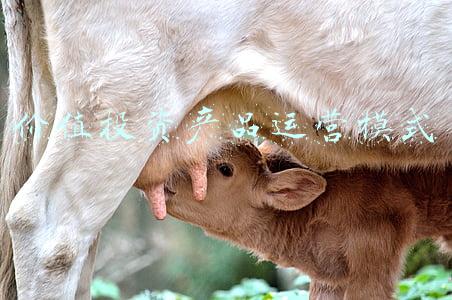 价值投资产品运营模式