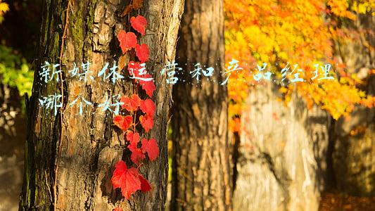 新媒体经理(陈朋：拥抱用户，做好新媒体内容“产品经理”)