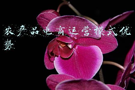 农产品电商的模式主要有(六种典型模式助力农业产业强镇建设)