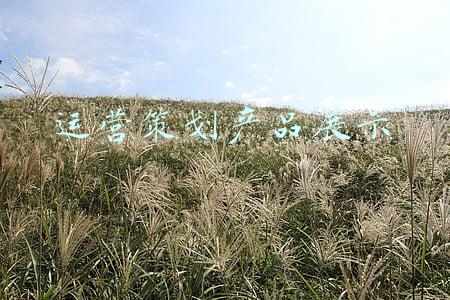 运营策划产品展示