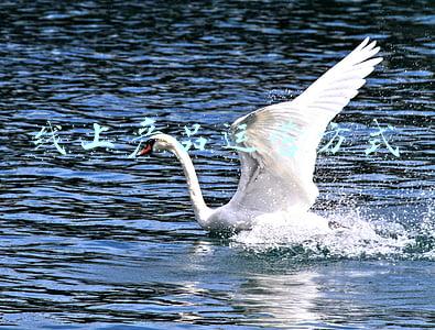 线上运营怎么做(如何做好互联网运营？)