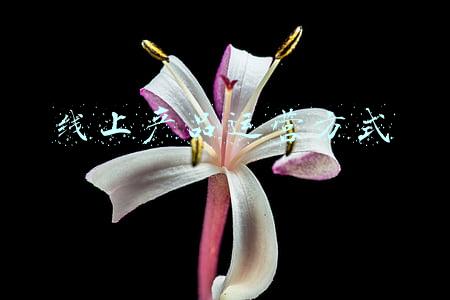 线上产品运营(线上实操中端暴利产品运营推广全历程)