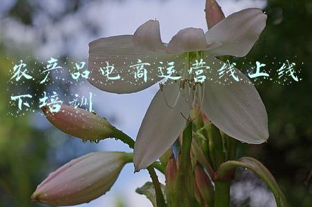 怎样做农产品电商平台(背靠大树好乘凉，做农产品电商不要自己去做平台，注意这6个细节)