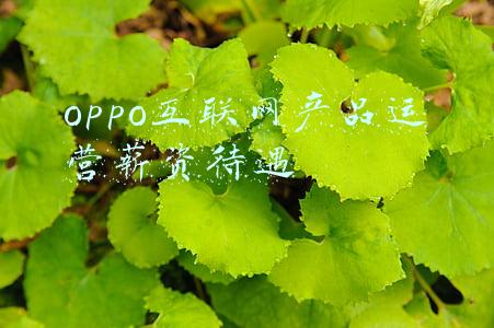 oppo销售员工资待遇(OPPO：销售提成没网上说得那么高)