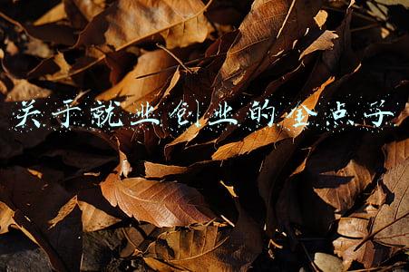 如何将创业精神融入就业择业中(疫情下如何就业创业？中国—东盟青年分享成功经验 看完豁然开朗)