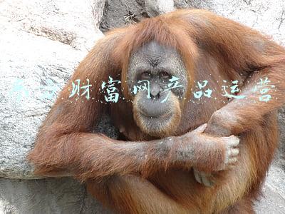 东方财富网产品运营