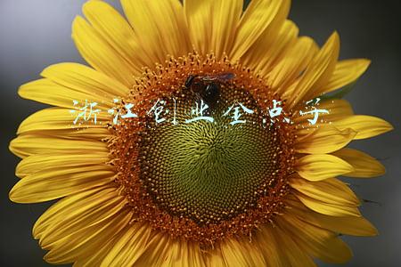 浙江创业电子有限公司(为共富奠基，浙江省人大代表建议浙江率先实行12年义务教育)