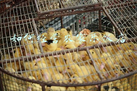 农家乐餐馆装修效果图_农家乐餐馆