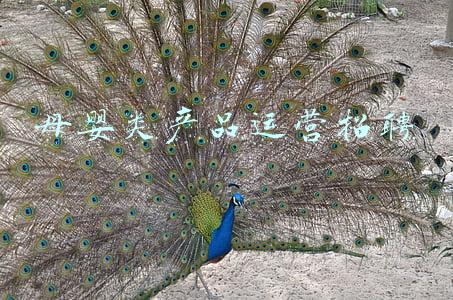 母婴类产品运营招聘