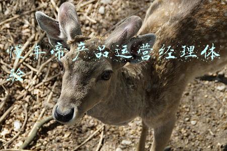 懂车帝电脑版(懂车帝年度AEB测试放榜，深耕技术的理想ONE拔得头筹)
