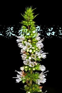 九阳豆浆机(新一代厨房大师 九阳K2S不用手洗破壁豆浆机评测)
