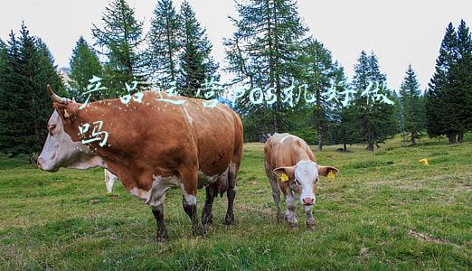 pos机公司如何运营(整治POS机套现须从规范第三方支付运营抓起)