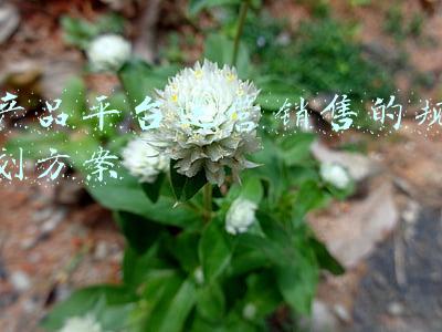 产品平台运营销售的规划方案