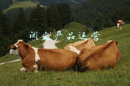 阅文产品运营干什么的(阅文集团上半年版权营收增长129%，但免费阅读导致付费用户减少 | 看财报)