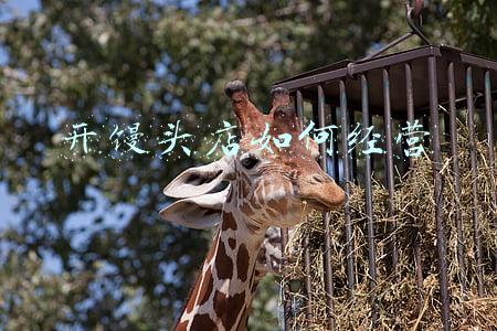 新开的馒头店怎样营销(馒头店怎么经营才会好)