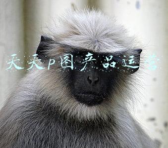 天天p图使用方法(用了5年iPhone，才知道「相册」能这样玩)