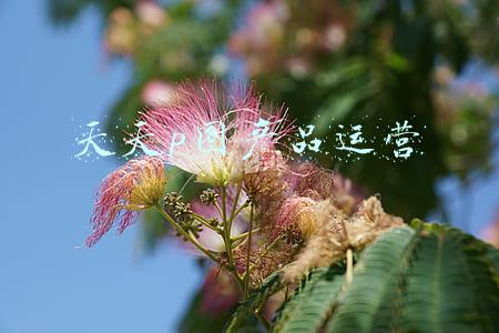 天天p图官网(天天P图回应“涉嫌收集隐私”：不会使用或记录图片上传信息)