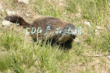 cdg官网(从 CdG INS、官网近期的 POST 中，讲讲 CdG DM 是什么？)