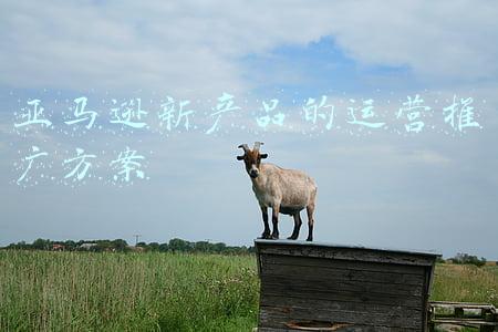 亚马逊产品推广思路(亚马逊广告有哪些推广形式？如何操作？)