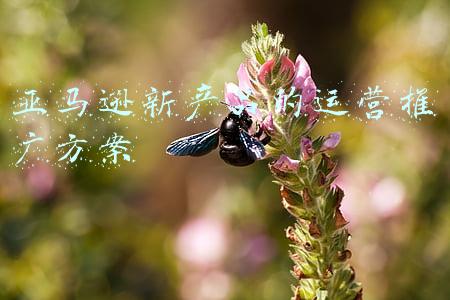 亚马逊产品推广计划书(亚马逊入门 | 新手教程！亚马逊新品推广思路及工具)
