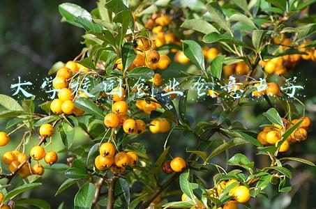 大学线上活动创意点子(微信小程序、调研报告、原唱歌曲绘画……南航大学生为基层社区防疫贡献“金点子”)