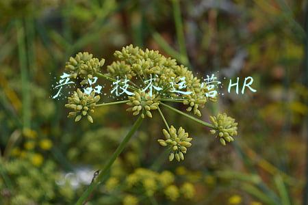 hr技术(当今每个 HR 专业人员都需要的6大技术技能)