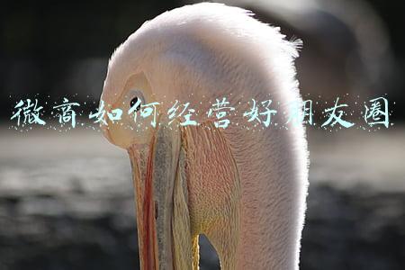 如何在朋友圈开始做微商_微商该如何经营朋友圈