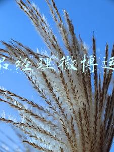 新浪微博运营部副总经理(诋毁今日头条用户，新浪微博及大V被判赔礼道歉)