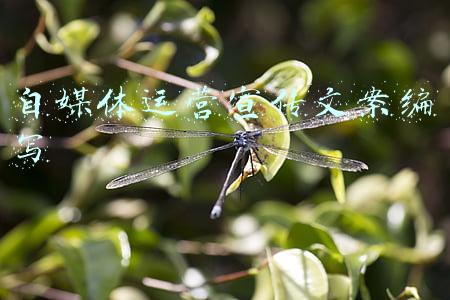 自媒体运营招聘文案(刺猬公社、新浪微博、可能文化招聘新媒体人才啦！| 求贤令)