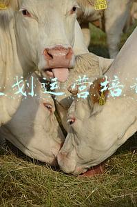 旅游策划运营培训课程