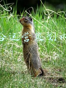 整合运营策划内容