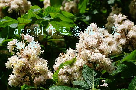 app制作运营推广策划案