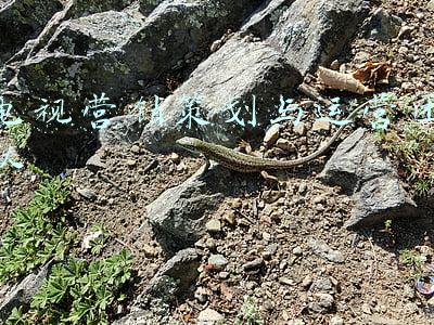 电视营销策划方案(「必买」盘点2021年电视跳水王，晚买晚折扣)