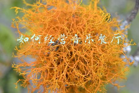 音乐餐厅装修风格 音乐餐厅装修风格效果图