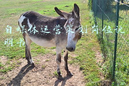 新媒体总监岗位说明书(房地产岗位说明书大全)